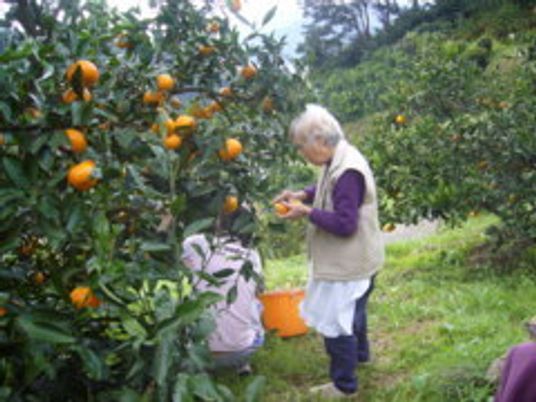 ミカンがたくさんなっている木のそばでミカン狩りを楽しんでいる女性入居者。