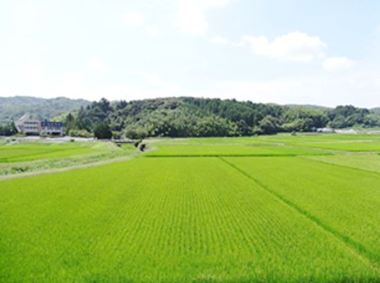 青々と広がる田んぼの奥には山も見える。
