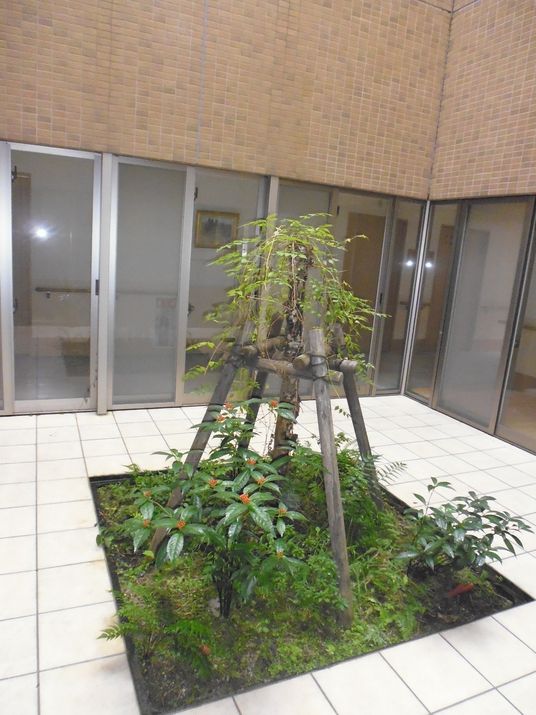 中庭に植物が植えてある様子。施設内に設置された小さな中庭