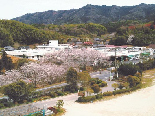 建物を含む遠景。学校の校庭のような広場から通りを挟む位置に桜や建物がある。