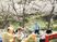満開の桜の下でお花見を楽しんでいる高齢者たち。立って花を見たり、椅子に座って話したりと、思い思いに過ごしている。