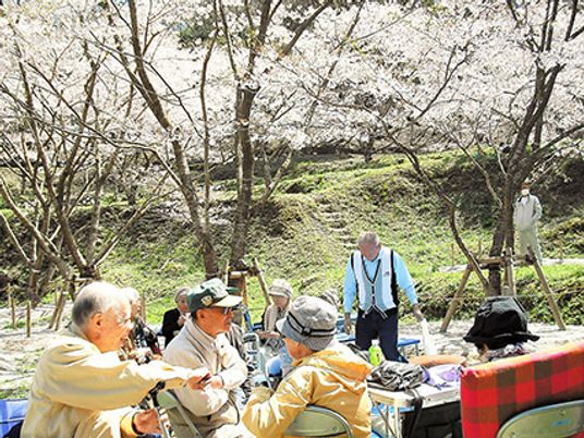 満開の桜の下でお花見を楽しんでいる高齢者たち。立って花を見たり、椅子に座って話したりと、思い思いに過ごしている。