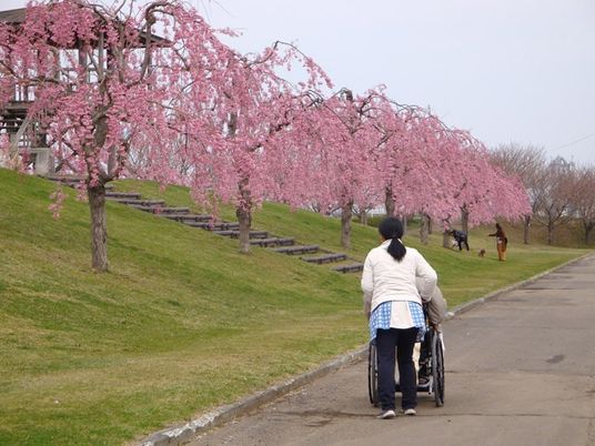 桜が咲く土手をスタッフと一緒に散歩している施設の入居者の様子