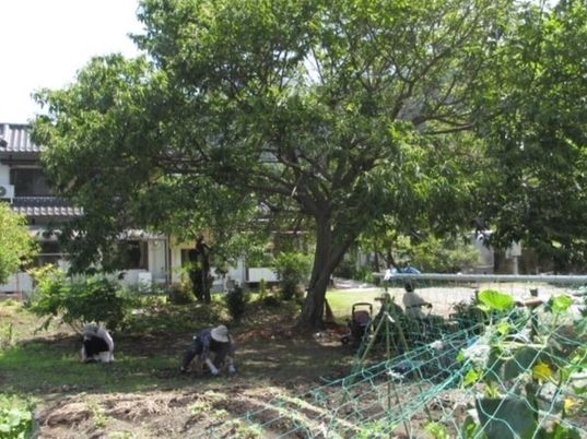 大きな木が植えられた庭先には畑スぺ＾洲もあり、帽子をかぶった数名の人が作業に当たっている。夏野菜がたくさん育つ畑。