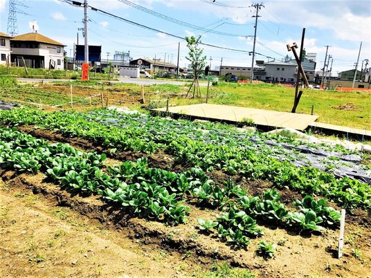 たくさんの野菜を育てている畑。周辺には住宅もある。