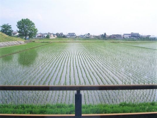 田植えがされた後の田んぼ。奥には住宅地が見える。