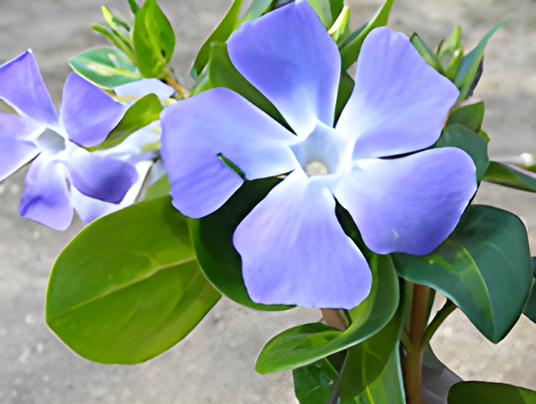 鮮やかな紫の花と葉