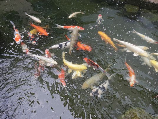 色とりどりの鯉の中庭