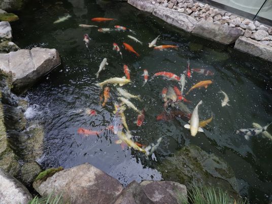 中庭の錦鯉