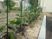 手入れされた庭の植物