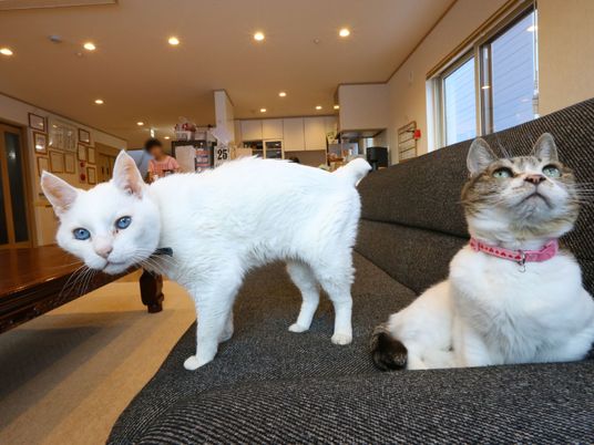 猫二匹と共有スペース