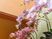 ピンクの花がある空間
