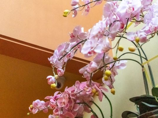 ピンクの花がある空間