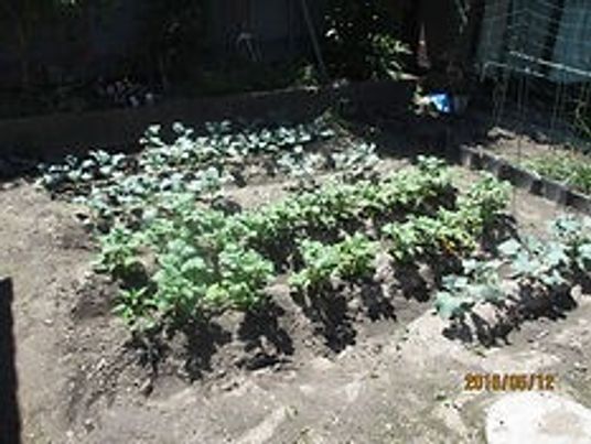 野菜が育つ庭