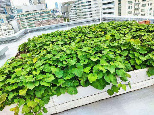 緑豊かな屋上庭園