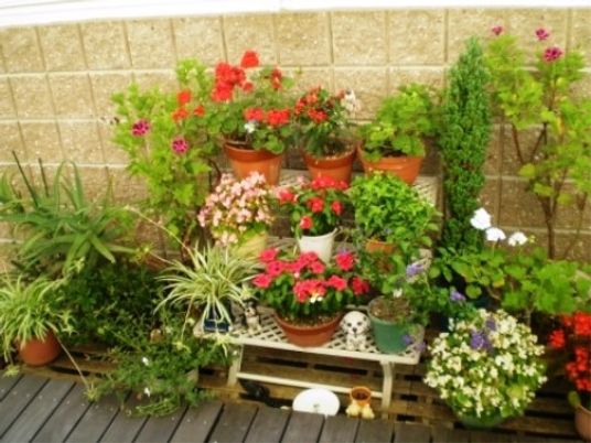 彩り豊かな植物の庭