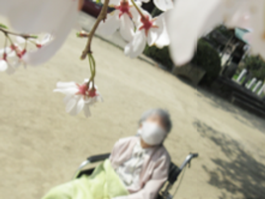 桜の咲く中庭