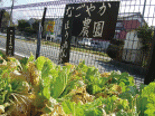 野菜のある庭