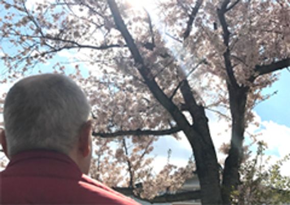 桜を見る男性の背中