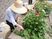庭で植物の世話をする人