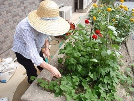 庭で植物の世話をする人