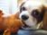 犬とおもちゃのクローズアップ