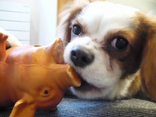 犬とおもちゃのクローズアップ