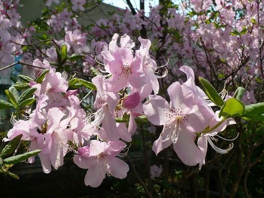 春の花々が咲く中庭