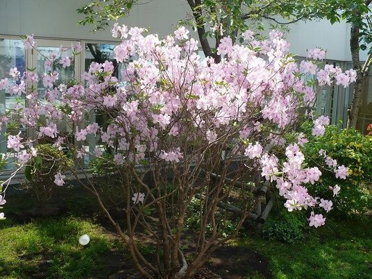 春の花が咲く中庭