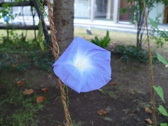 青い花が咲く中庭