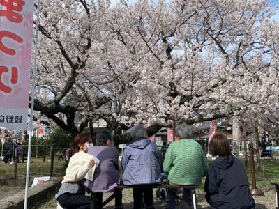桜の下でくつろぐ人たち