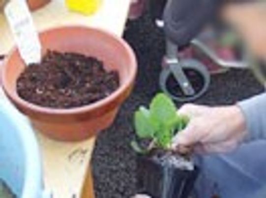 植物を植える様子