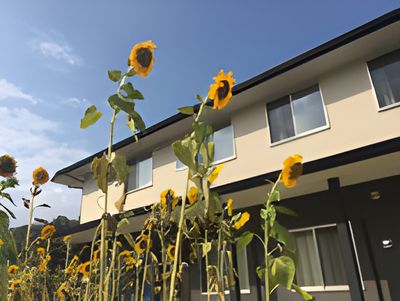 ひまわりと建物の外観