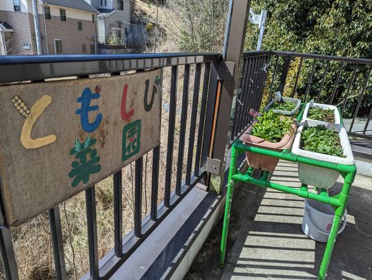 バルコニーの植物栽培