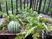 バルコニーに育つ緑豊かな植物