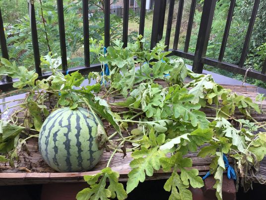 バルコニーに育つ緑豊かな植物