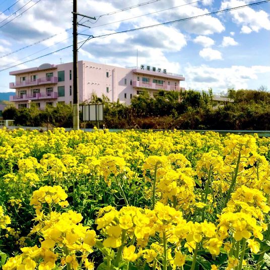 黄色い花の庭と建物