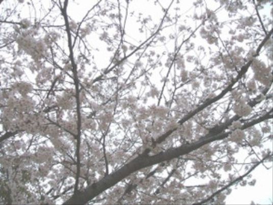 桜が満開の中庭