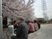 桜の下の休憩スペース