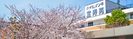 桜のある建物外観