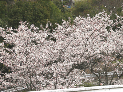 満開の桜の木々
