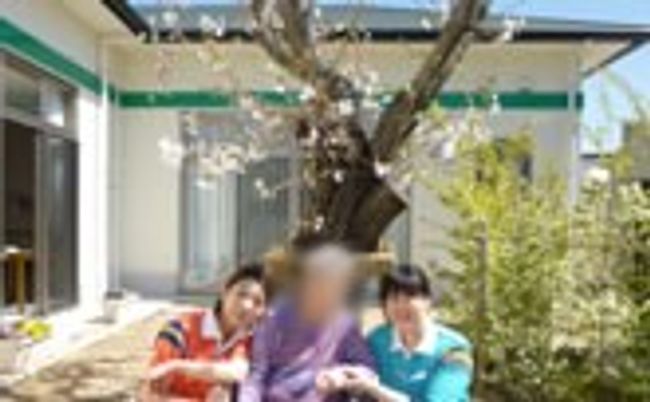 桜の木と職員の様子