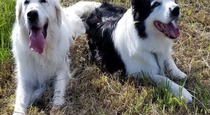 リラックスする犬たちの庭