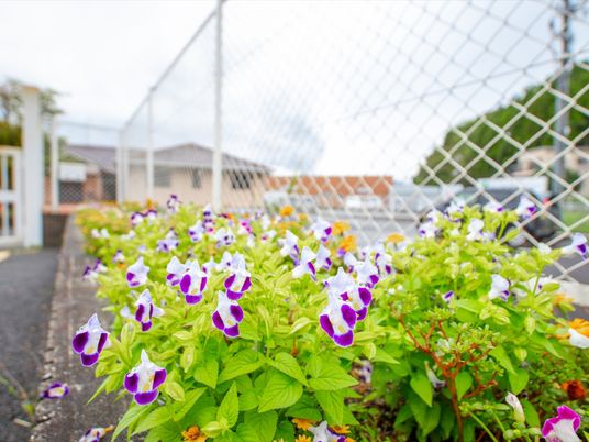 紫白の花と緑の庭