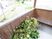 中庭の植物ベンチ