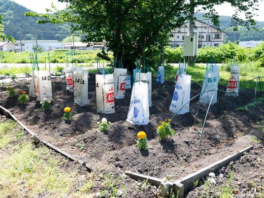 世話される植物の中庭