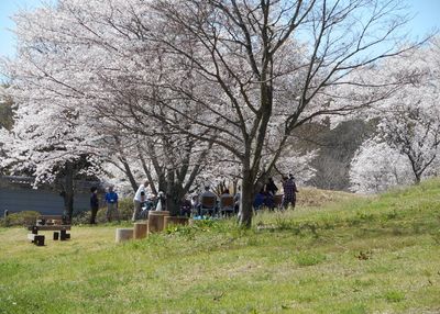 桜の木の下