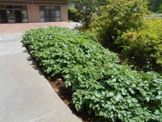 緑豊かな庭園
