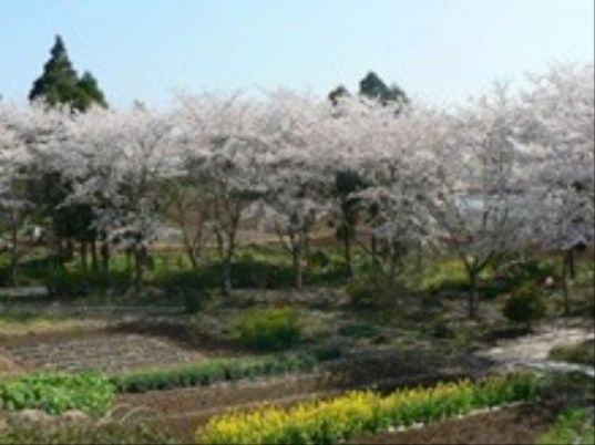 満開の桜と庭園