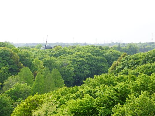 緑豊かな中庭景観
